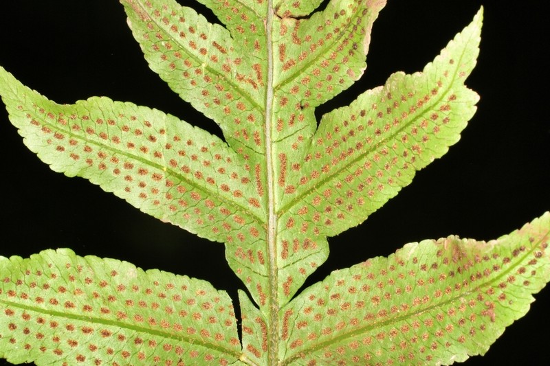 Stigmatopteris killipiana