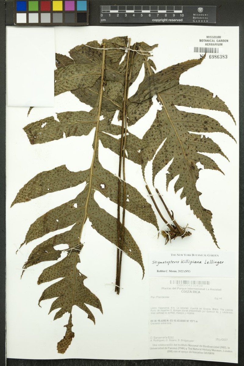 Stigmatopteris killipiana photo 2