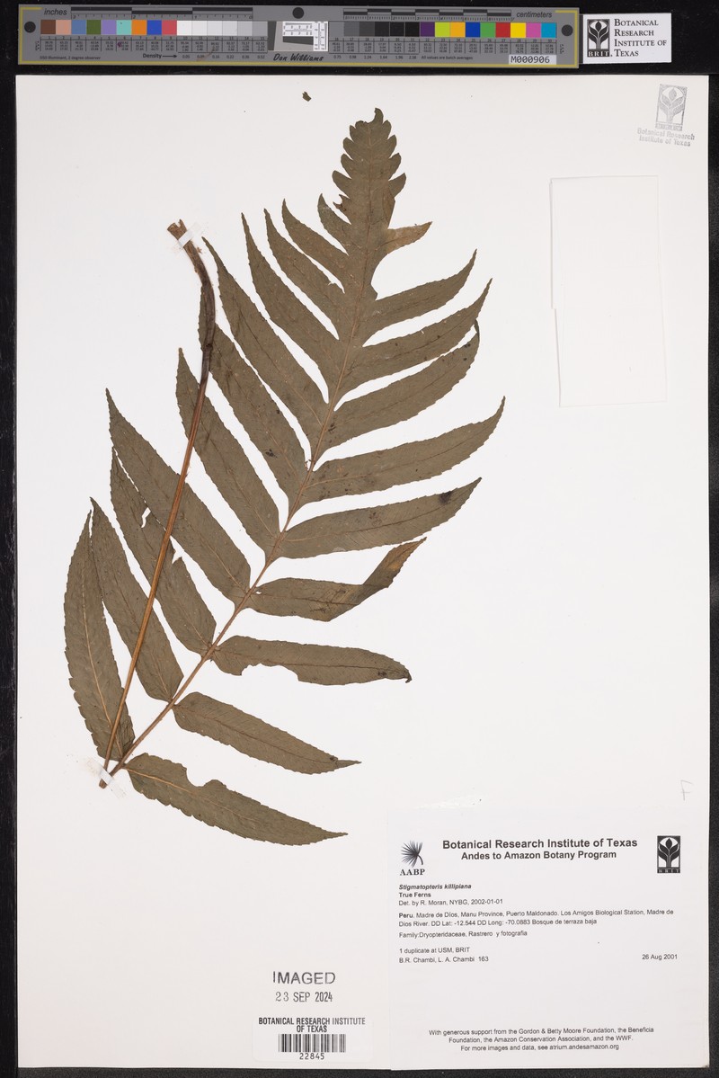 Stigmatopteris killipiana photo 3