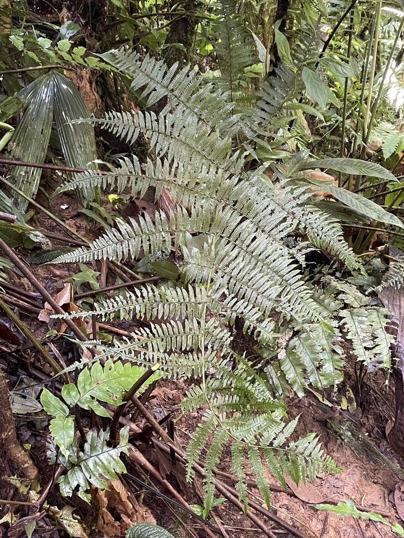 Stigmatopteris lechleri