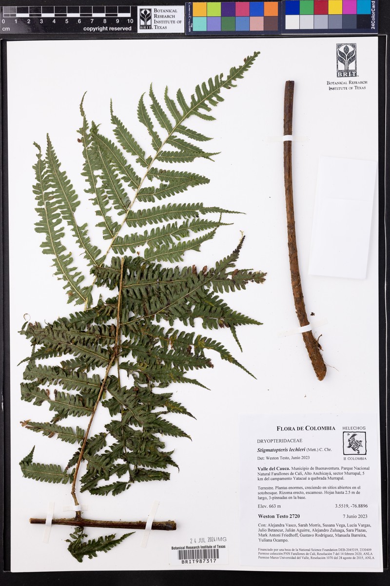 Stigmatopteris lechleri photo 3