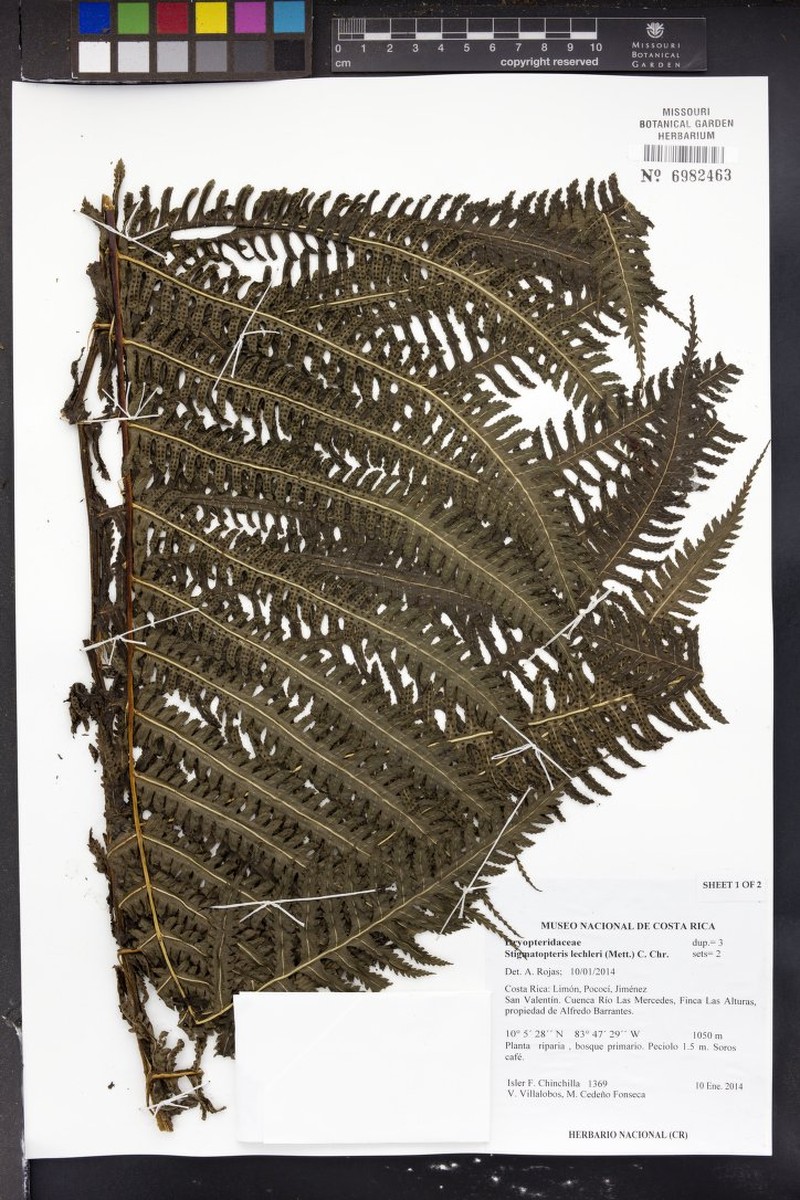 Stigmatopteris lechleri photo 4