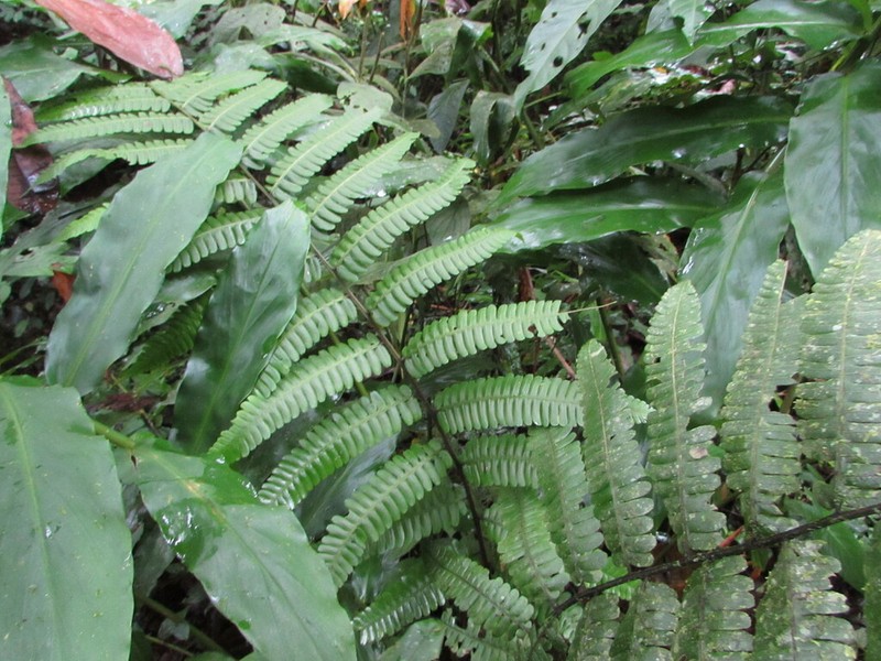 Stigmatopteris longicaudata