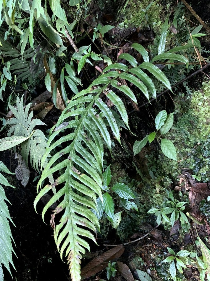 Stigmatopteris longicaudata photo 3