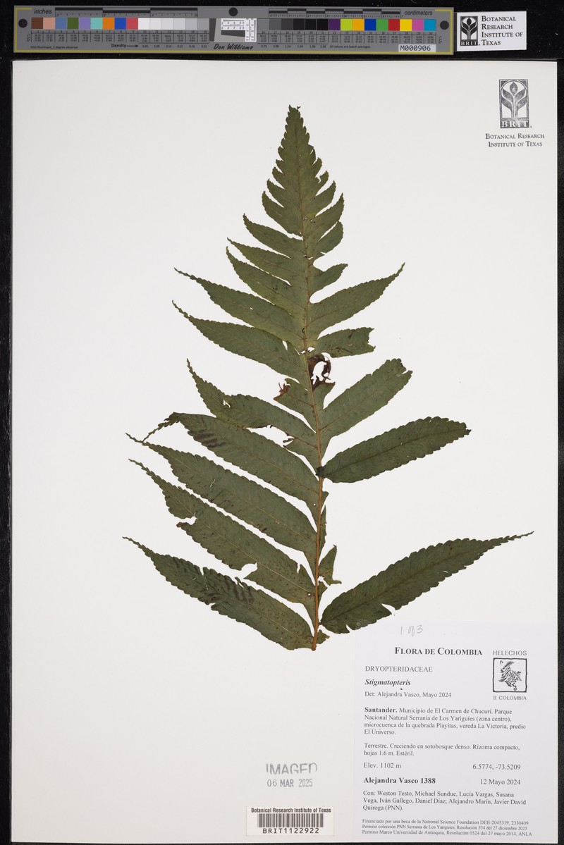 Stigmatopteris longicaudata photo 4