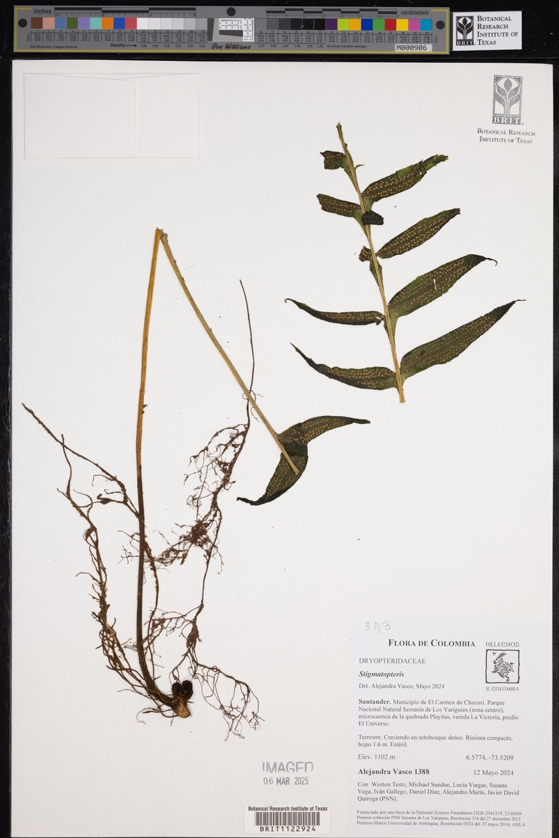 Stigmatopteris longicaudata photo 5