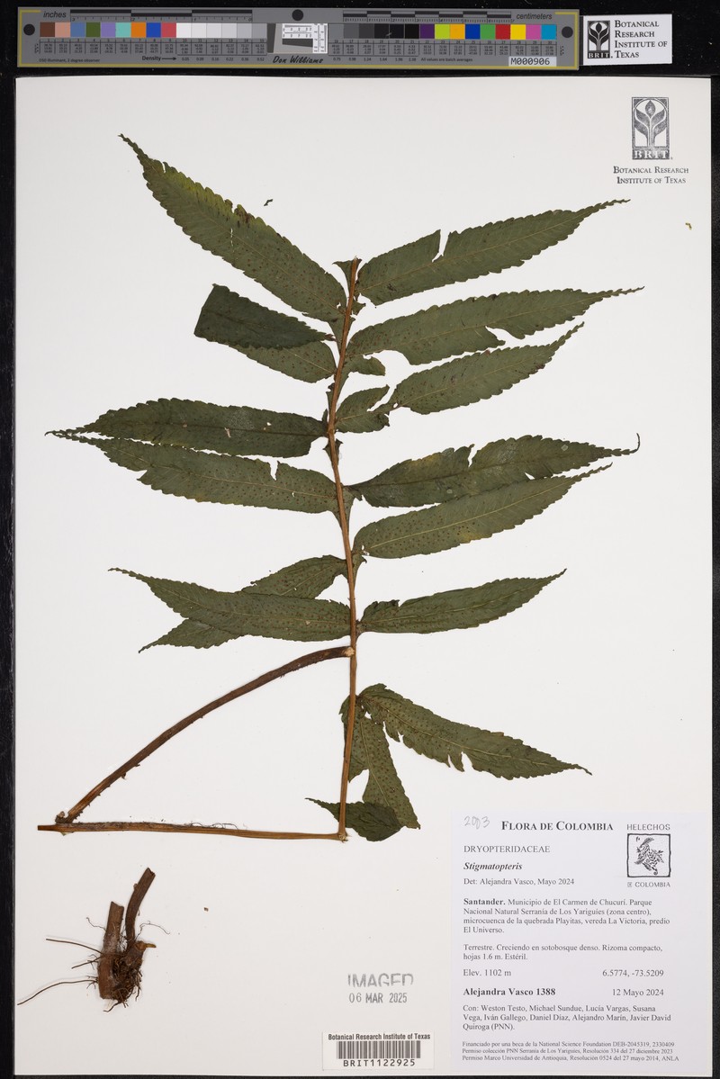 Stigmatopteris longicaudata photo 6
