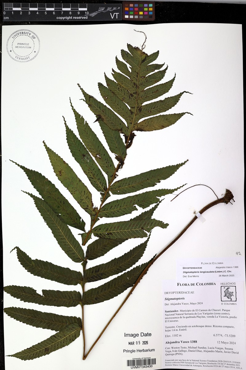 Stigmatopteris longicaudata photo 7