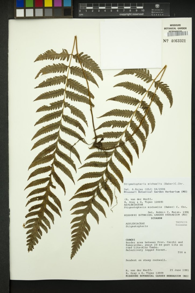 Stigmatopteris michaelis