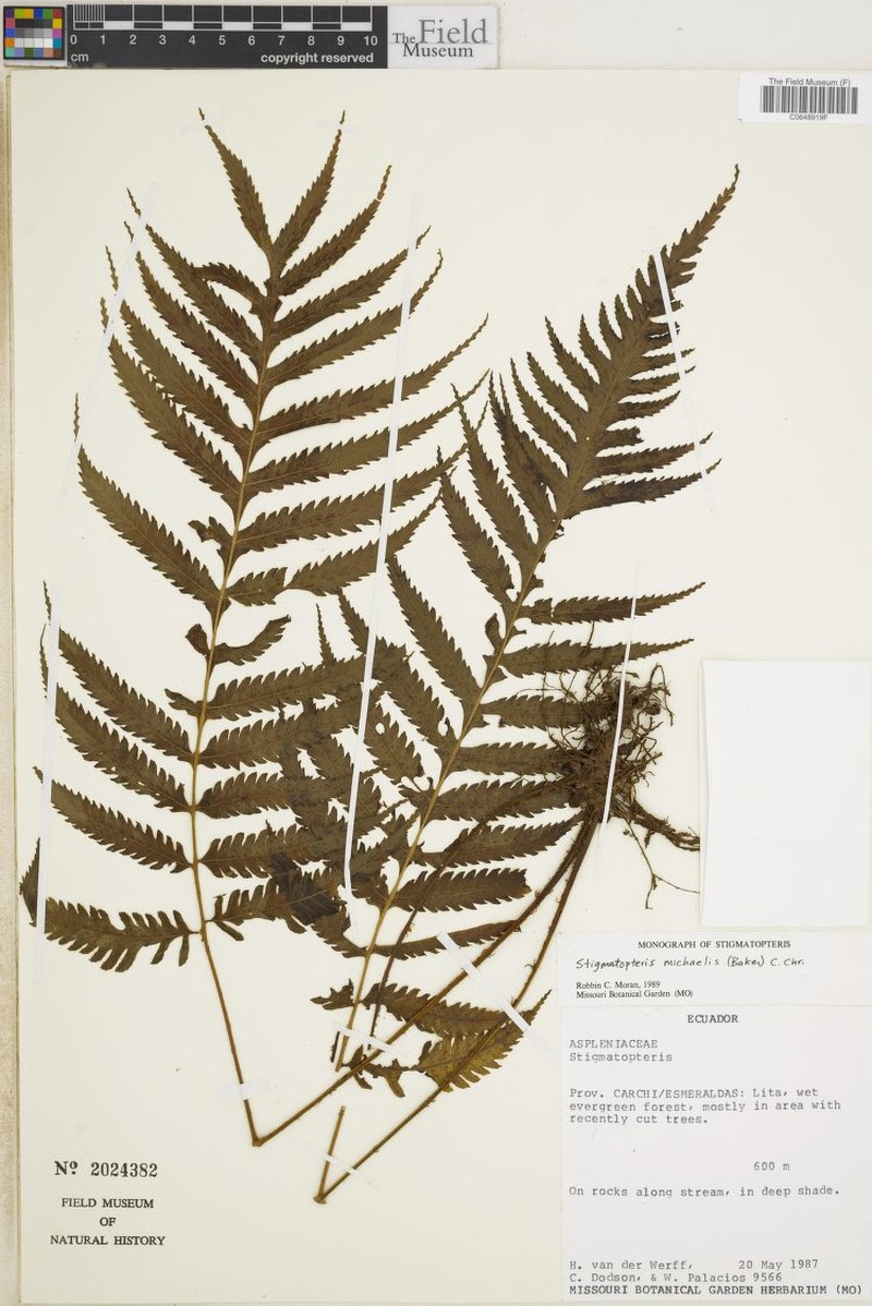 Stigmatopteris michaelis photo 2