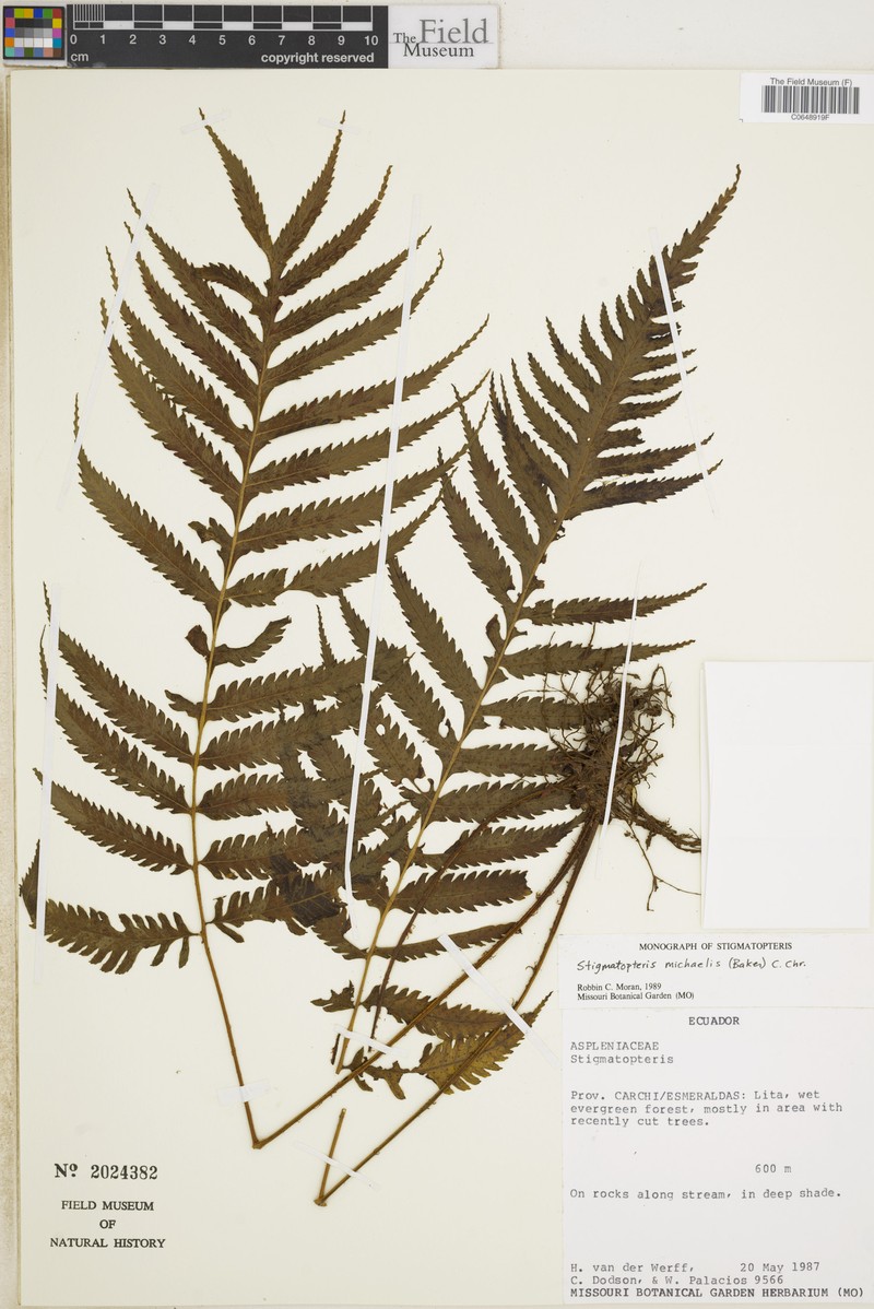 Stigmatopteris michaelis photo 3