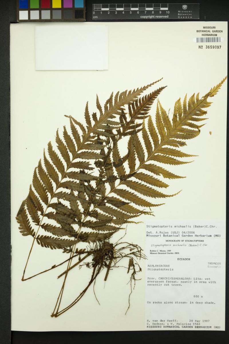 Stigmatopteris michaelis photo 4