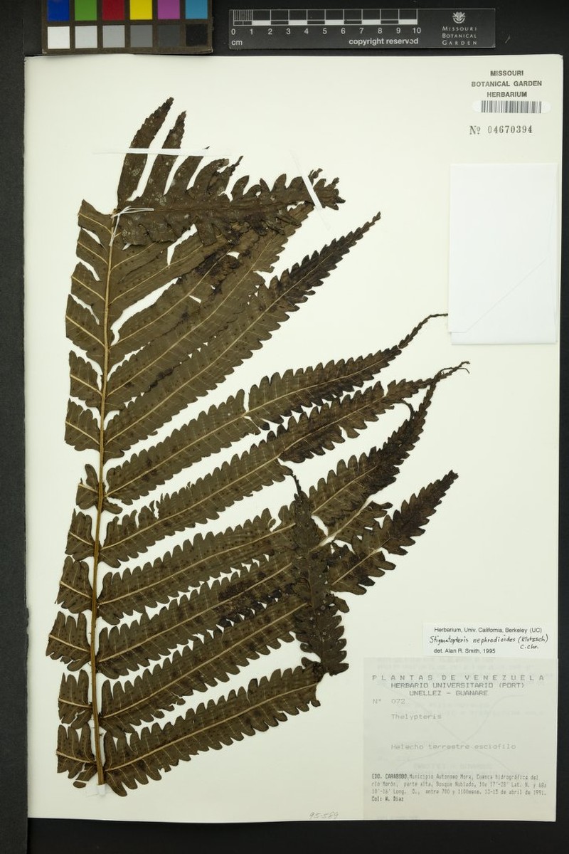 Stigmatopteris nephrodioides