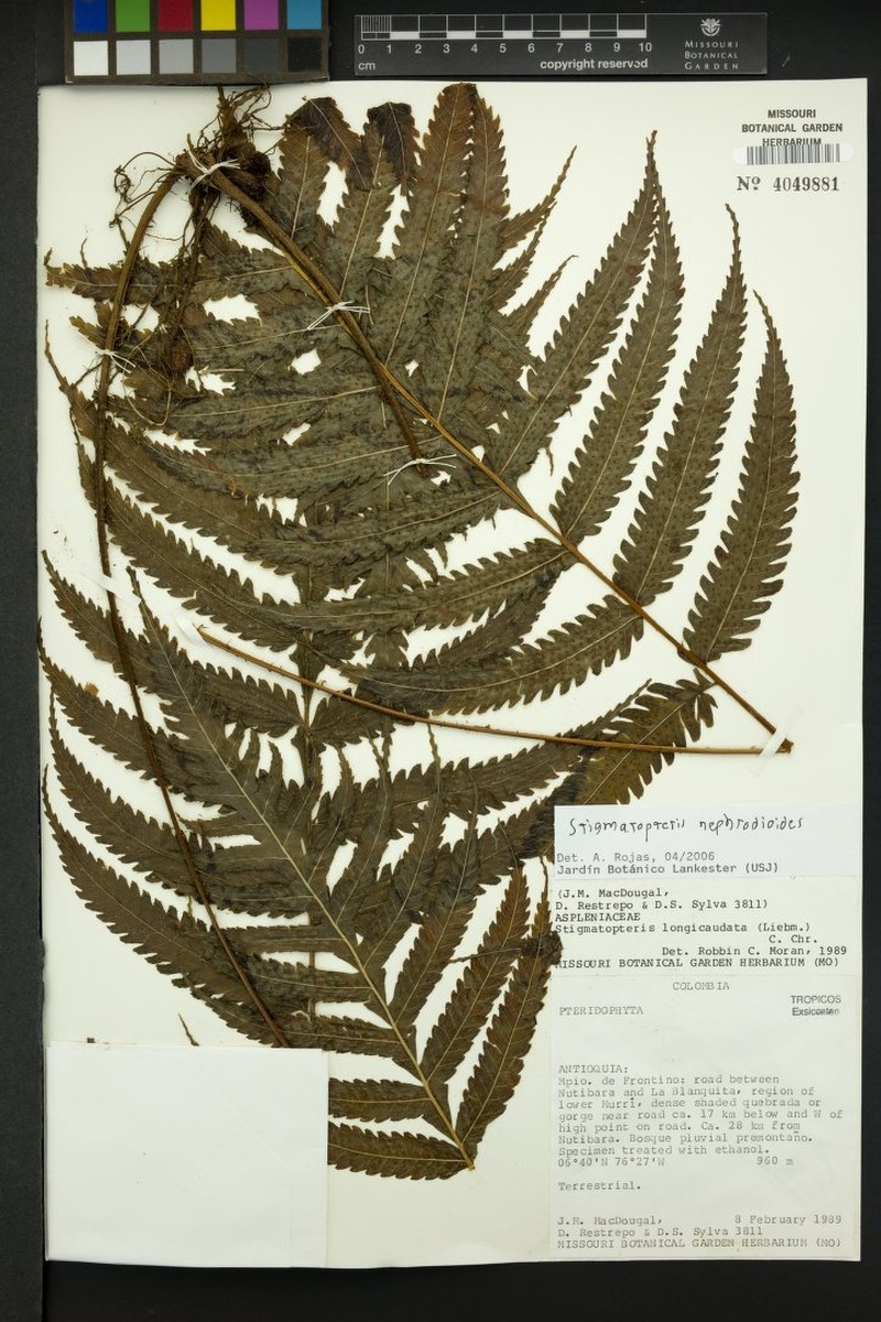 Stigmatopteris nephrodioides photo 2