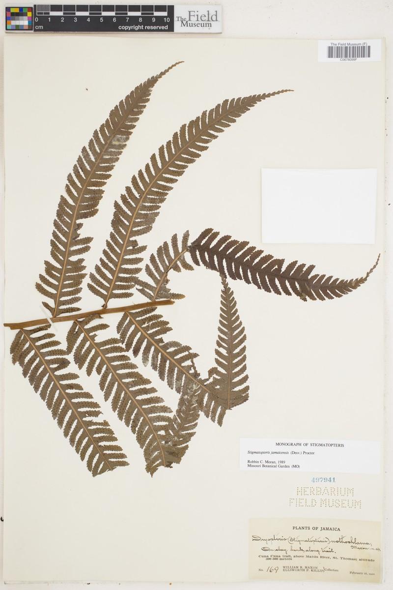 Stigmatopteris nothochlaena
