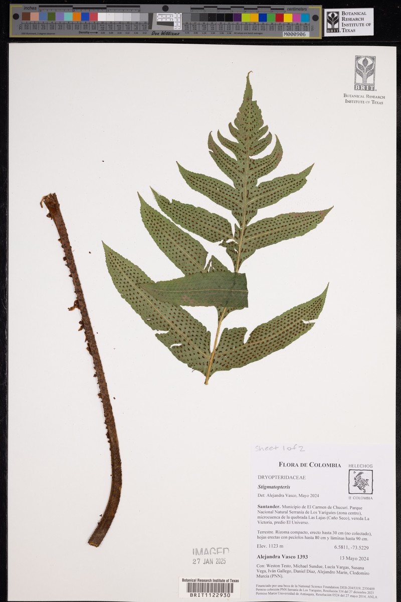 Stigmatopteris opaca