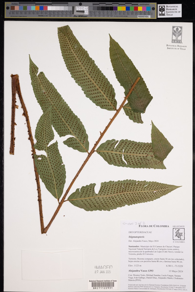 Stigmatopteris opaca photo 2