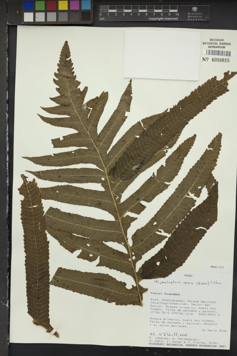 Stigmatopteris opaca photo 3