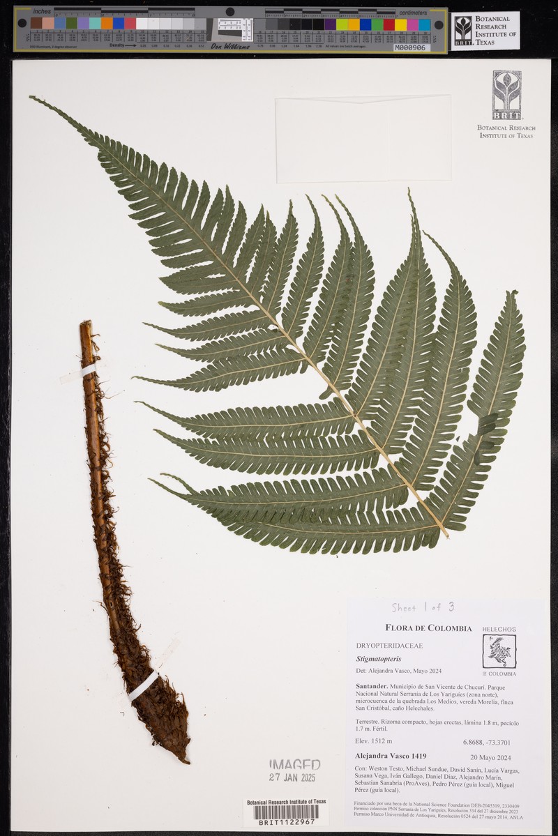 Stigmatopteris pellucidopunctata photo 2