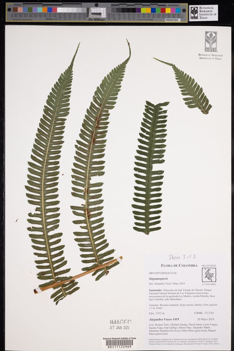 Stigmatopteris pellucidopunctata photo 3