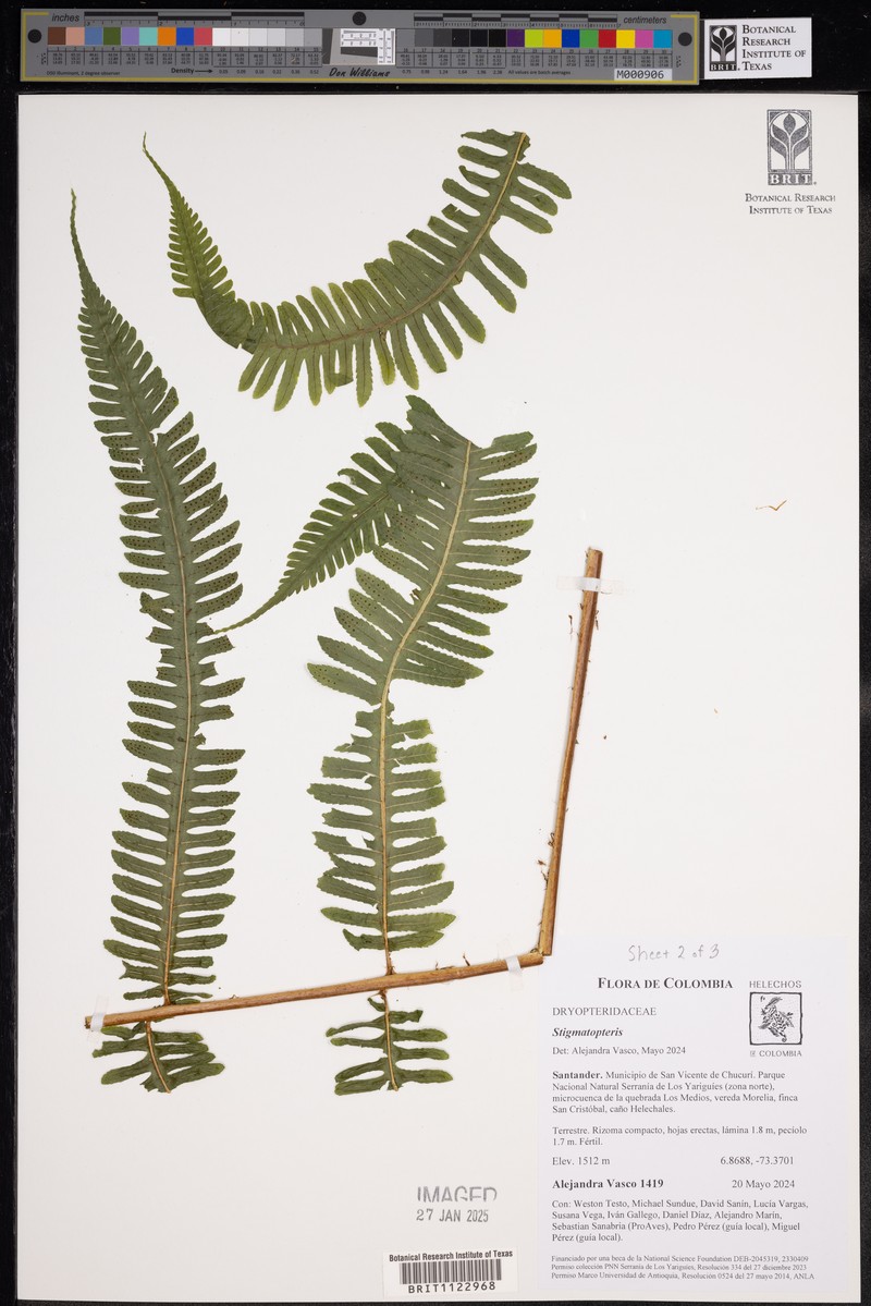 Stigmatopteris pellucidopunctata photo 4