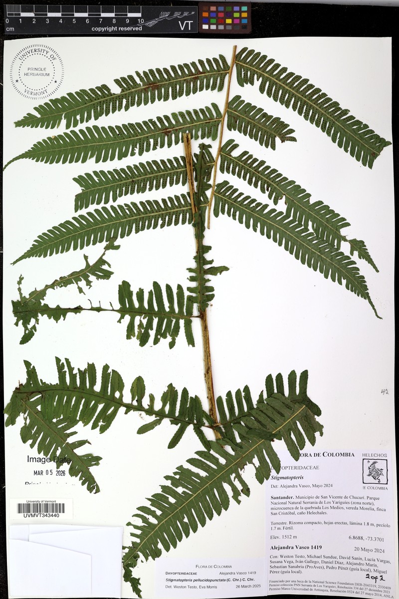 Stigmatopteris pellucidopunctata photo 5