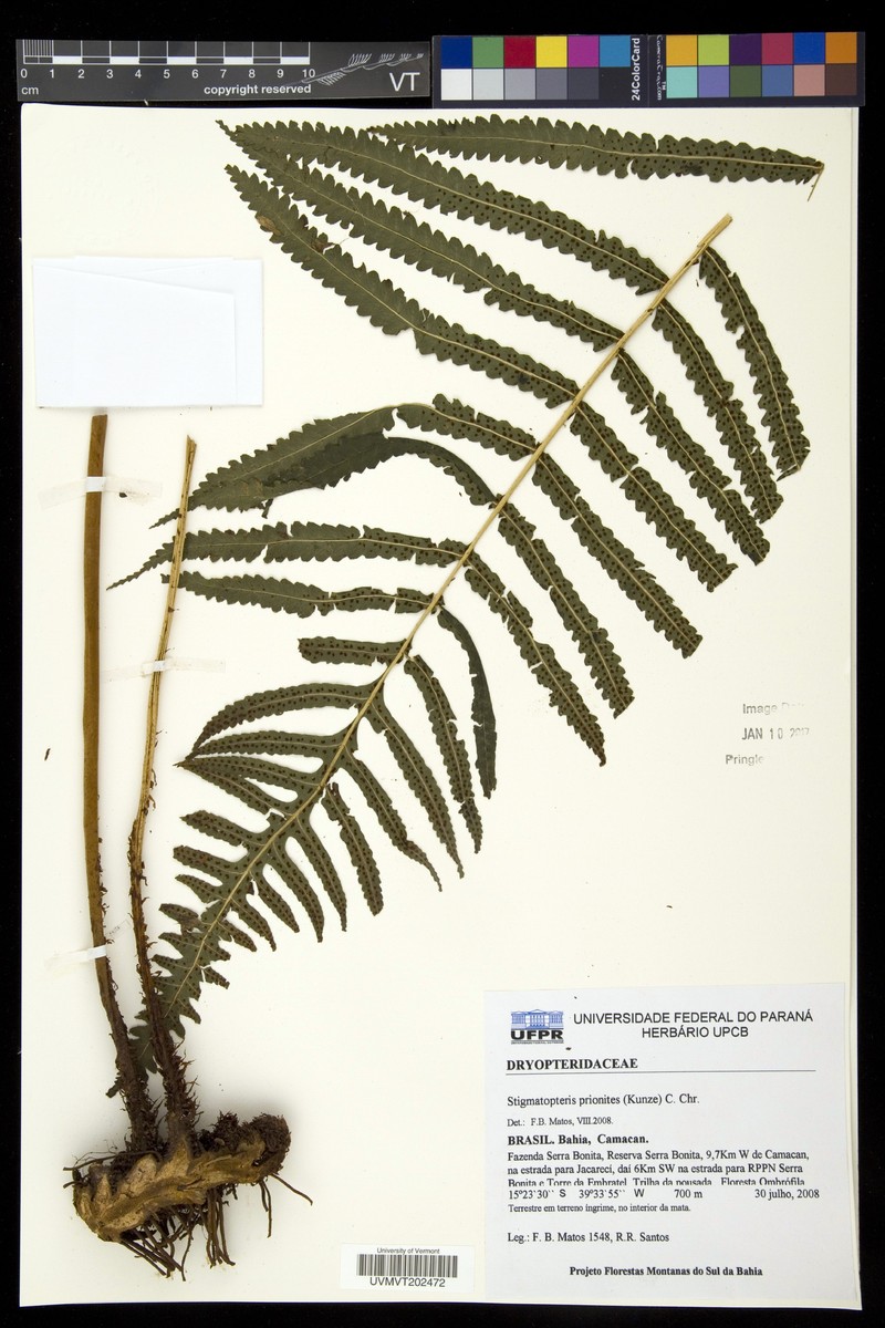Stigmatopteris prionites
