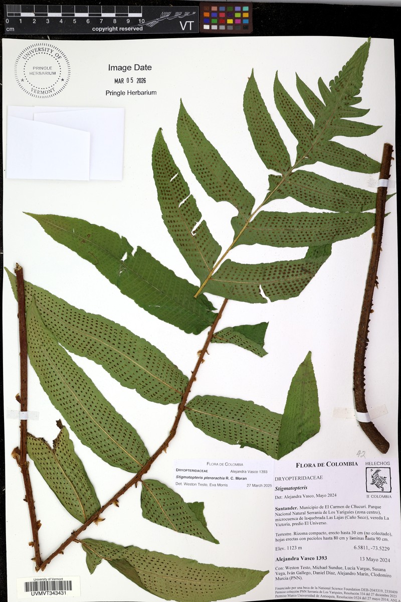 Stigmatopteris pterorhachis photo 2