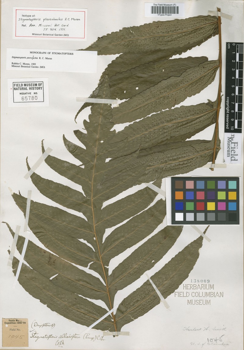 Stigmatopteris pterorhachis photo 3