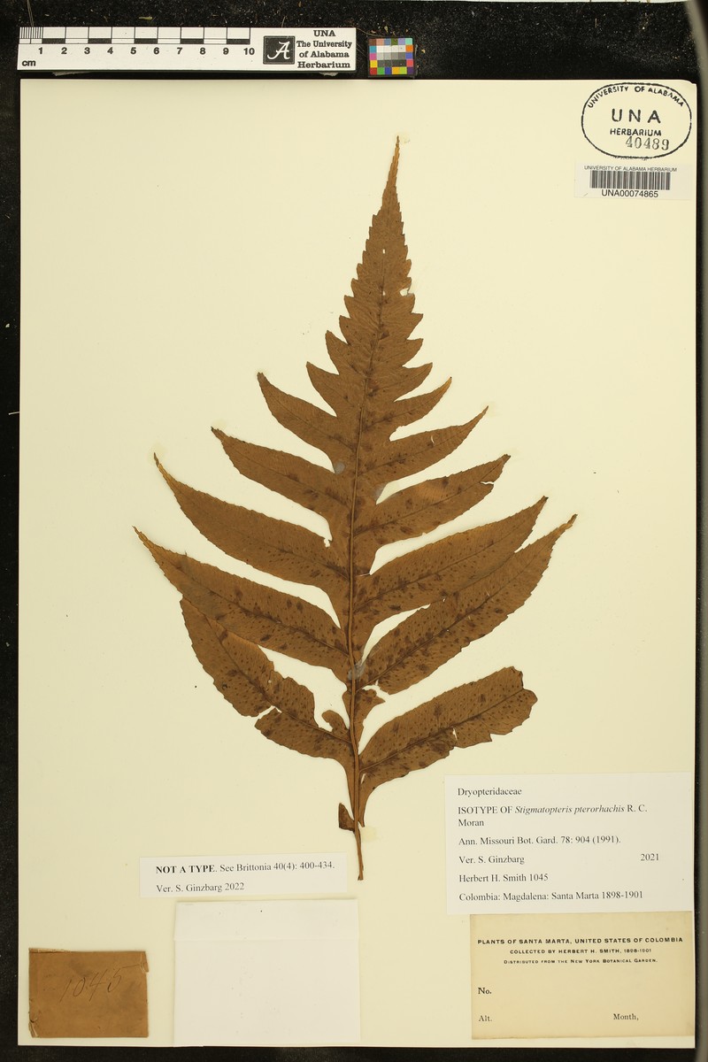 Stigmatopteris pterorhachis photo 4
