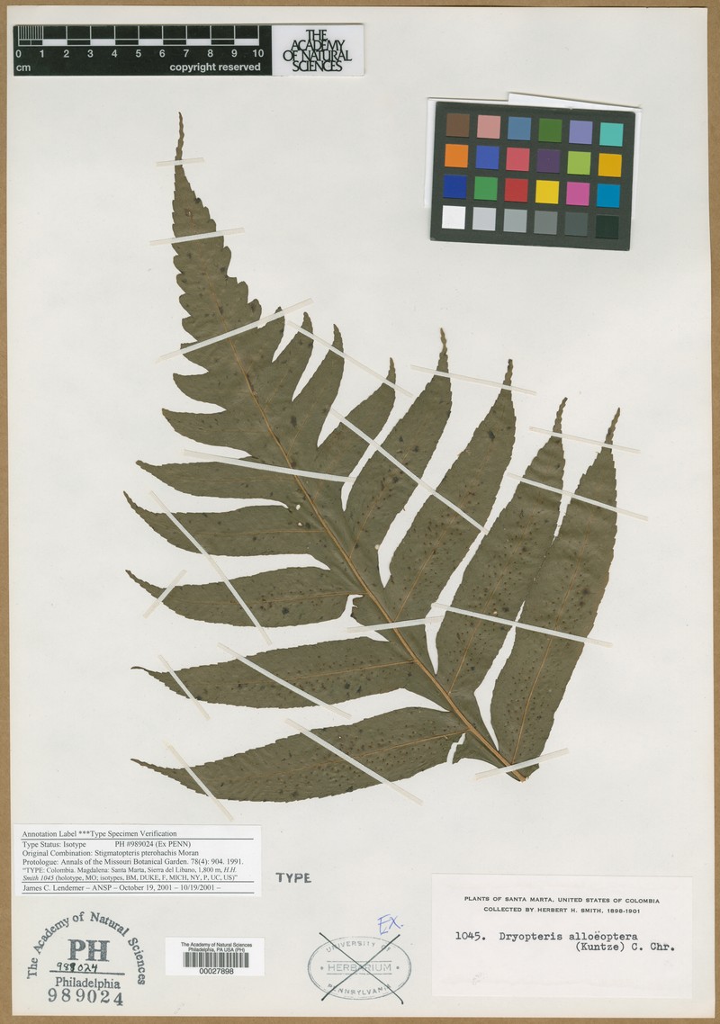 Stigmatopteris pterorhachis photo 5