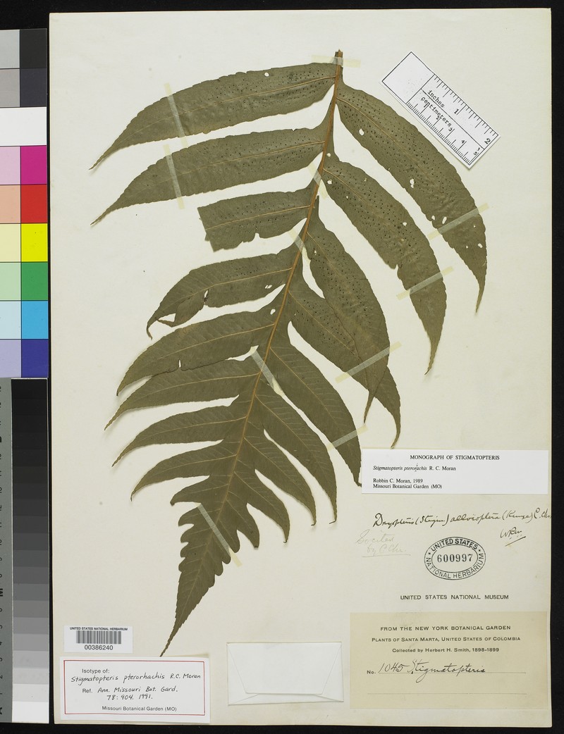 Stigmatopteris pterorhachis