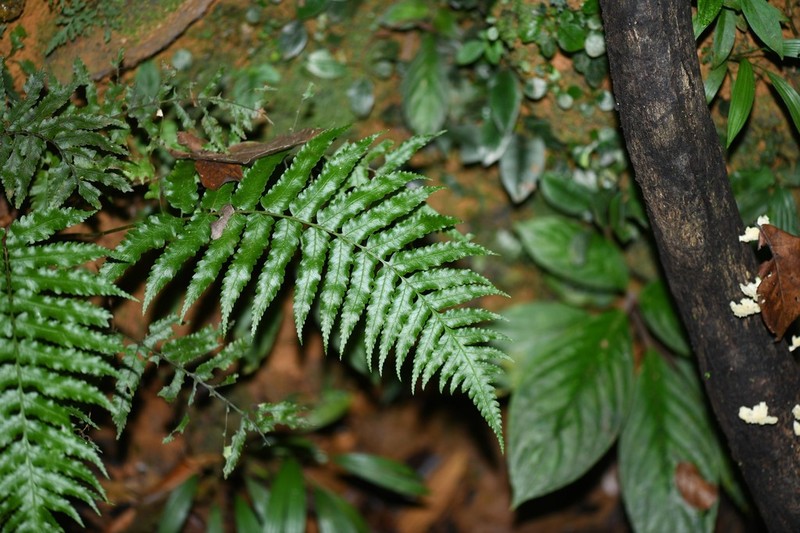 Stigmatopteris rotundata photo 3