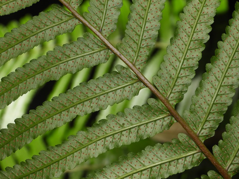 Stigmatopteris rotundata photo 4