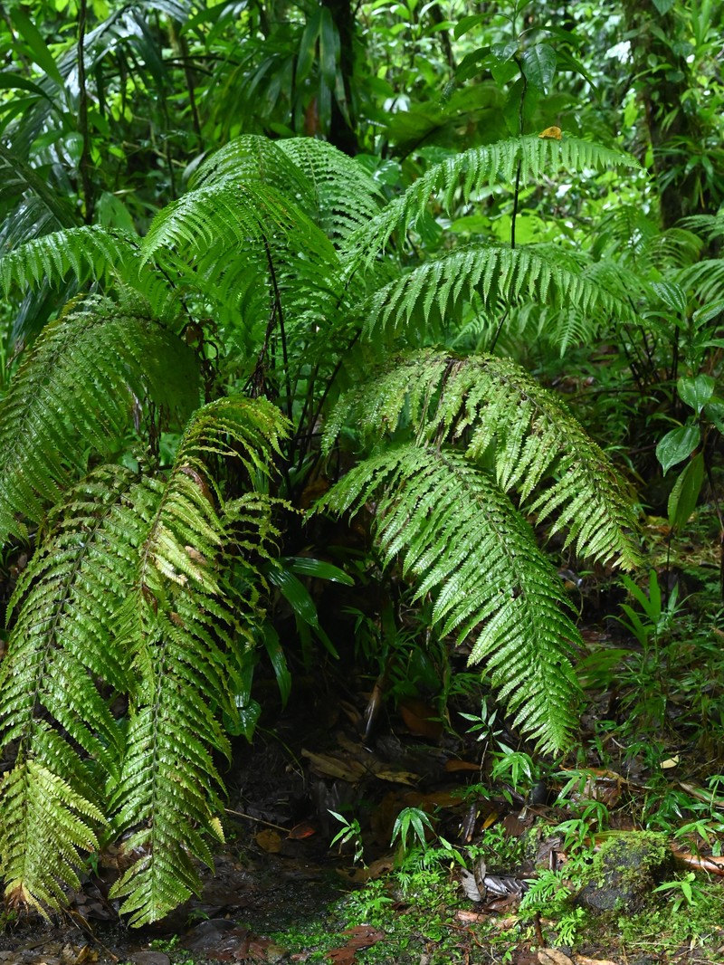 Stigmatopteris rotundata