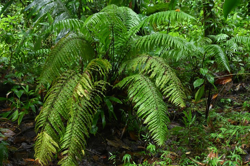 Stigmatopteris rotundata photo 5