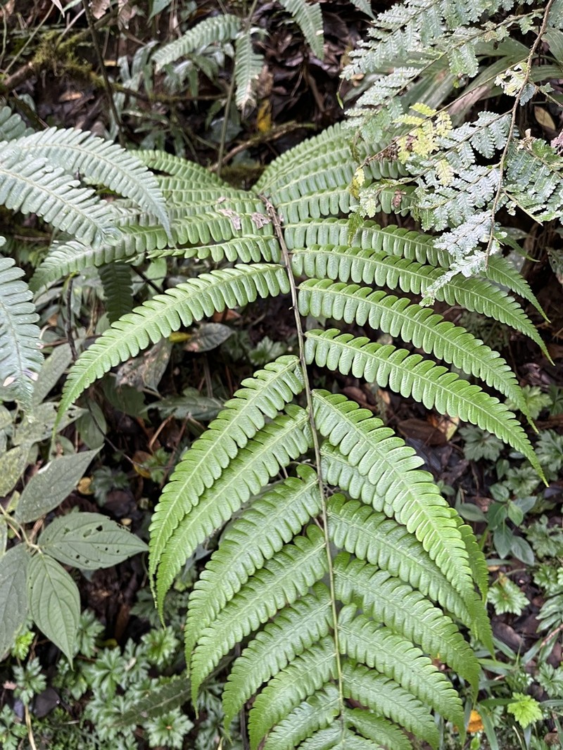 Stigmatopteris sordida