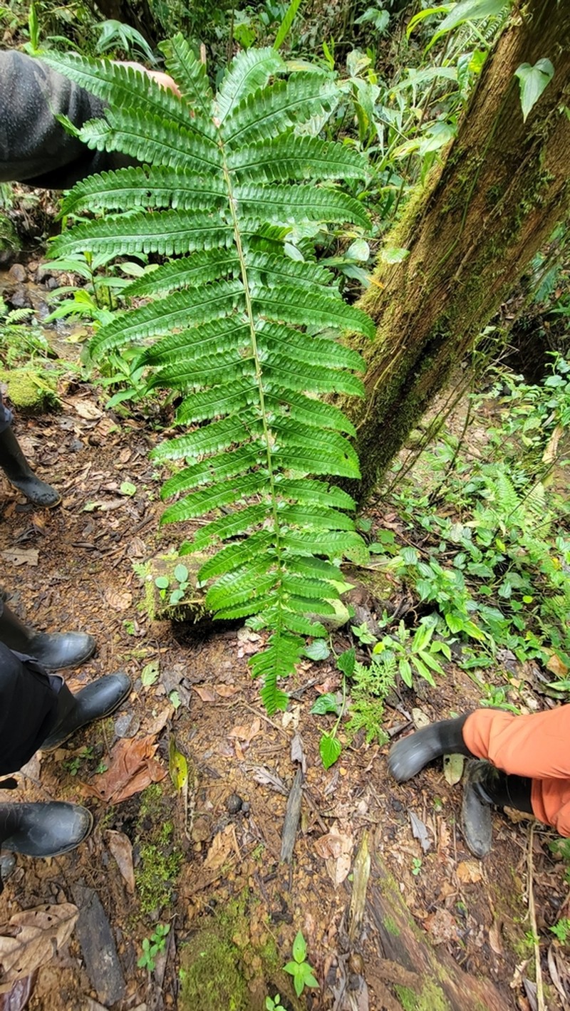 Stigmatopteris sordida photo 2