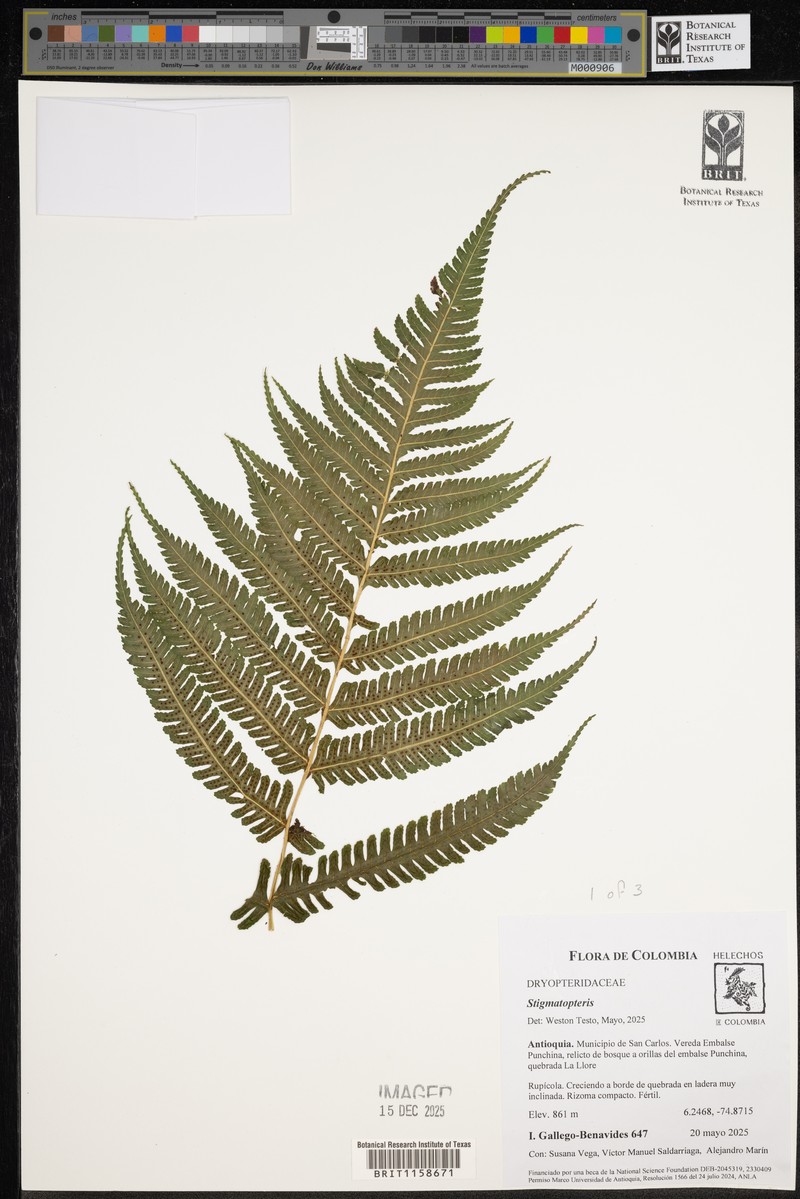 Stigmatopteris sordida photo 3