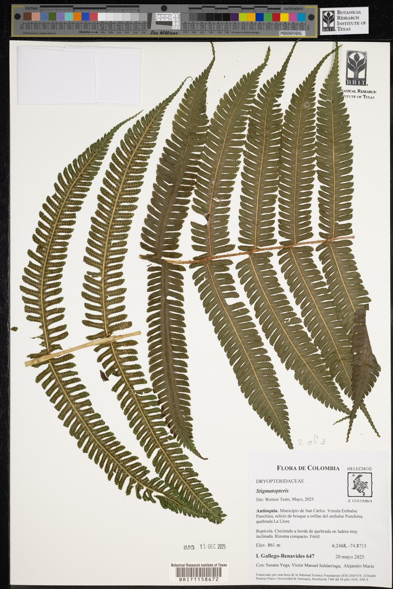 Stigmatopteris sordida photo 4