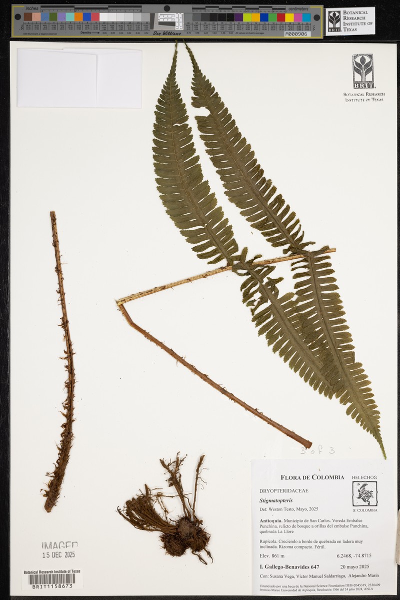Stigmatopteris sordida photo 5