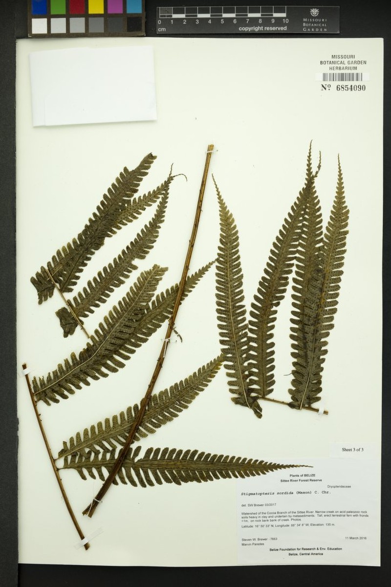 Stigmatopteris sordida photo 6