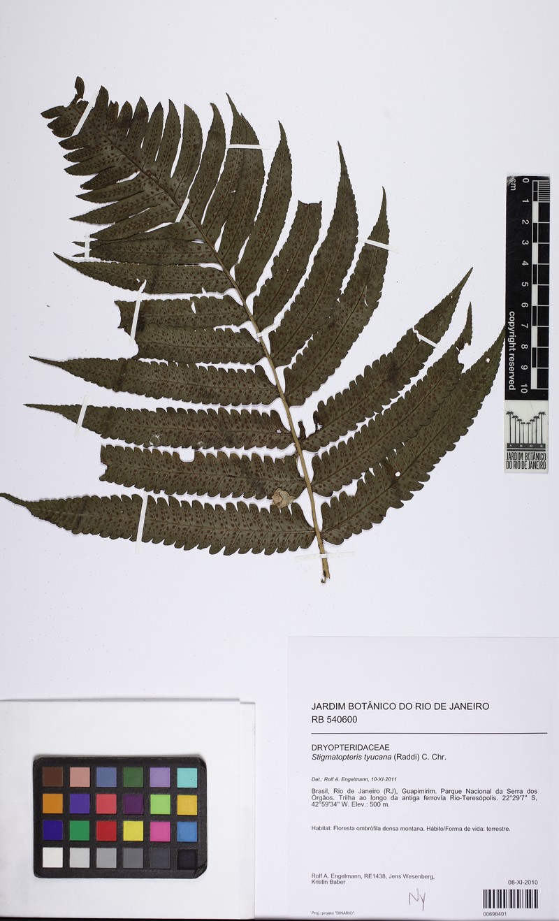 Stigmatopteris tijuccana