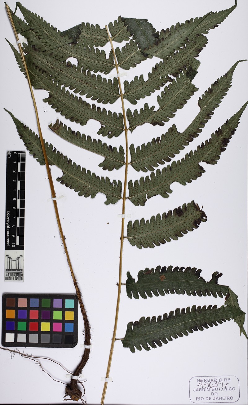Stigmatopteris tijuccana photo 2