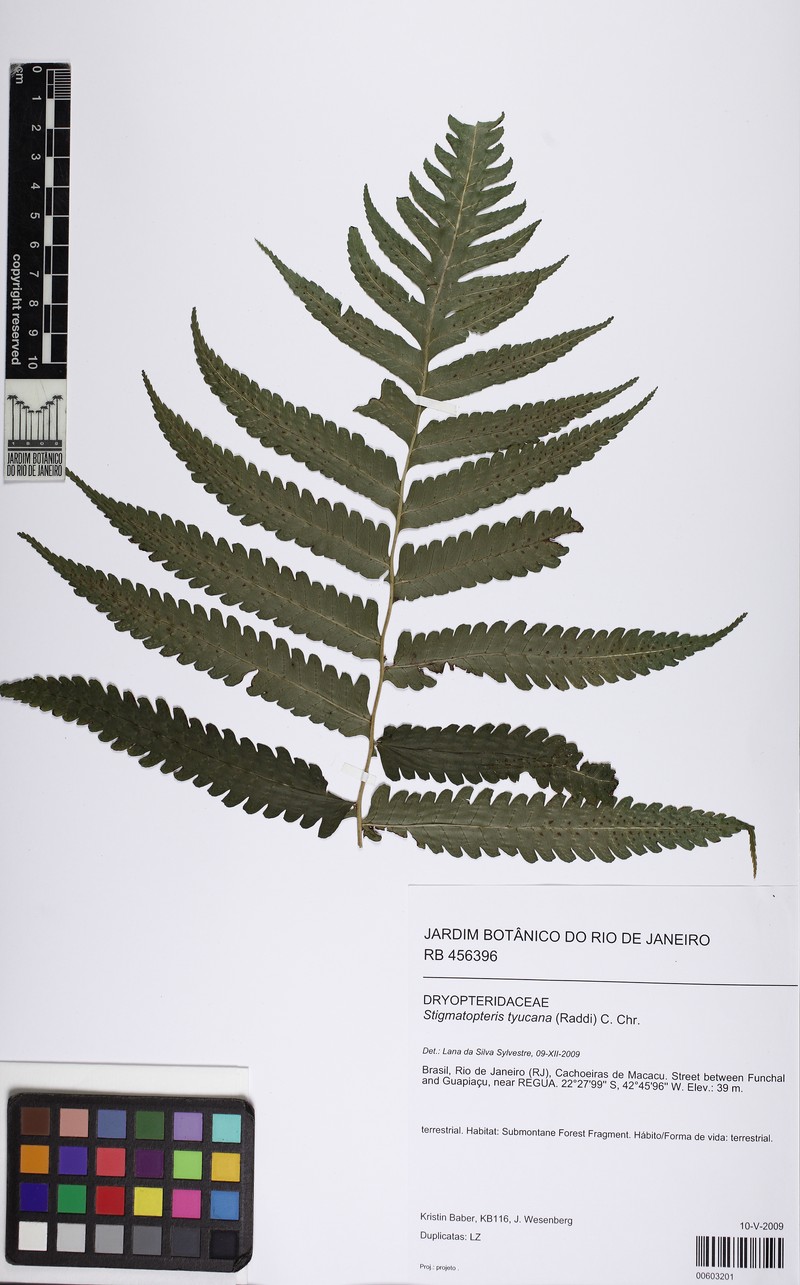 Stigmatopteris tijuccana photo 3