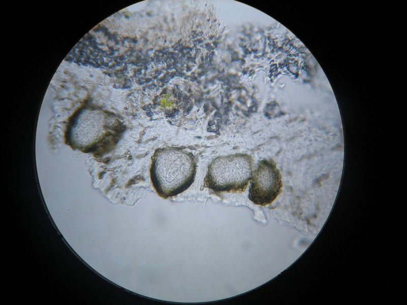 Stigmidium congestum