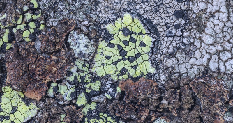 Stigmidium fuscatae