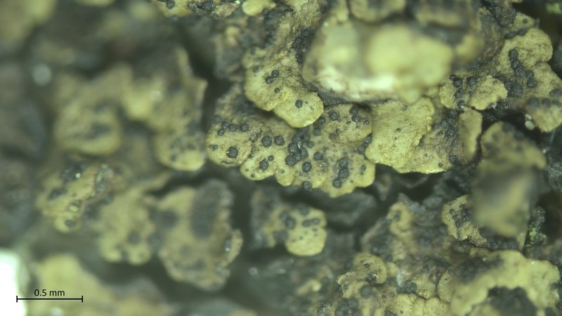 Stigmidium fuscatae photo 2