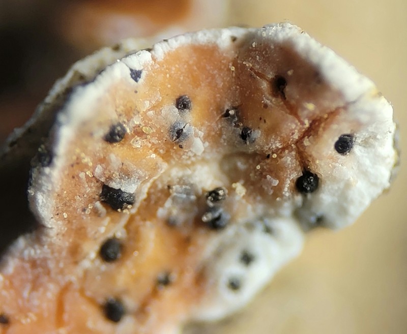 Stigmidium Lichen