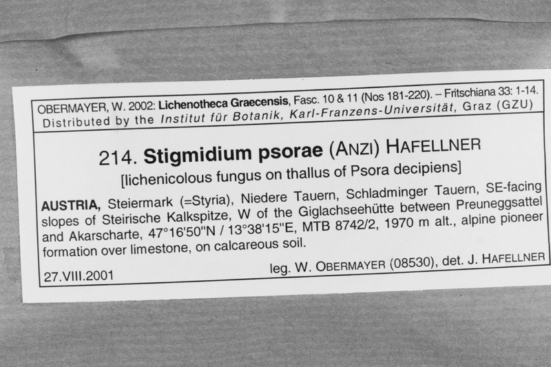 Stigmidium Lichen photo 3